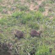 ヒメ日記 2025/04/14 15:13 投稿 さな✖1【モデル系美女】 やん姫SP