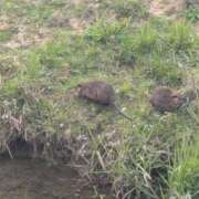 ヒメ日記 2025/05/21 16:02 投稿 さな✖1【モデル系美女】 やん姫SP