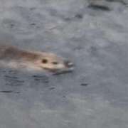 ヒメ日記 2025/06/17 13:19 投稿 さな✖1【モデル系美女】 やん姫SP