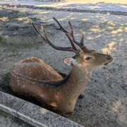 ヒメ日記 2025/07/26 18:45 投稿 さな✖1【モデル系美女】 やん姫SP