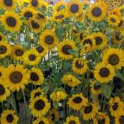 ヒメ日記 2025/08/06 13:04 投稿 さな✖1【モデル系美女】 やん姫SP