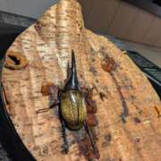 ヒメ日記 2025/08/29 14:02 投稿 さな✖1【モデル系美女】 やん姫SP