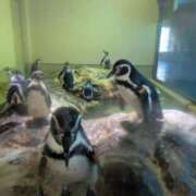 ヒメ日記 2025/08/30 14:30 投稿 さな✖1【モデル系美女】 やん姫SP