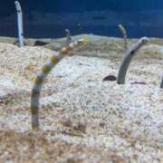 ヒメ日記 2025/09/25 13:35 投稿 さな✖1【モデル系美女】 やん姫SP