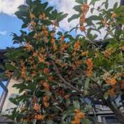 ヒメ日記 2025/11/05 12:55 投稿 さな✖1【モデル系美女】 やん姫SP