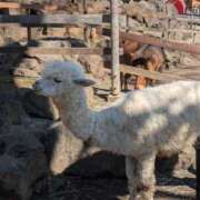 さな✖1【モデル系美女】 ★お久しぶりです★ やん姫SP