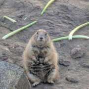 さな✖1【モデル系美女】 ☀ やん姫SP