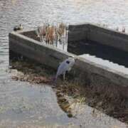 ヒメ日記 2024/12/30 15:27 投稿 道枝ゆうな 禁断のメンズエステR-18堺・南大阪店