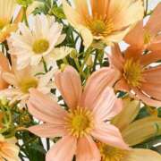 ヒメ日記 2025/09/24 14:49 投稿 なる 奥様の実話 なんば店