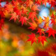 ヒメ日記 2025/11/12 21:25 投稿 なる 奥様の実話 なんば店