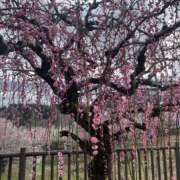 ヒメ日記 2026/03/09 00:23 投稿 なる 奥様の実話 なんば店