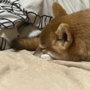 ヒメ日記 2026/04/02 00:08 投稿 なる 奥様の実話 なんば店