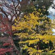 ヒメ日記 2025/12/06 11:33 投稿 石川せりな 彩タマンサ（埼玉ハレ系）