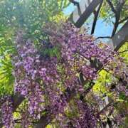 ヒメ日記 2025/04/27 23:32 投稿 ★片瀬りつ★ CLUB39（クラブサンキュー）