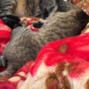 ヒメ日記 2025/11/14 21:22 投稿 ★片瀬りつ★ CLUB39（クラブサンキュー）