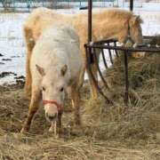 ★片瀬りつ★ 🩵青春の馬🩵 CLUB39（クラブサンキュー）