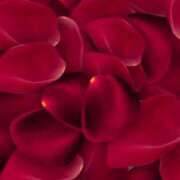 ヒメ日記 2025/04/17 21:35 投稿 ちなつ 激安ピーチ