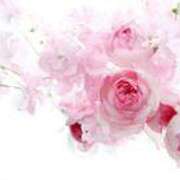 ヒメ日記 2025/04/30 14:54 投稿 ちなつ 激安ピーチ