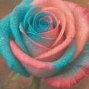 ヒメ日記 2025/07/09 18:49 投稿 ちなつ 激安ピーチ