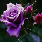 ヒメ日記 2025/07/16 18:39 投稿 ちなつ 激安ピーチ