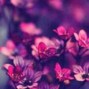 ヒメ日記 2025/07/23 22:29 投稿 ちなつ 激安ピーチ