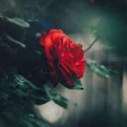 ヒメ日記 2025/08/03 21:39 投稿 ちなつ 激安ピーチ