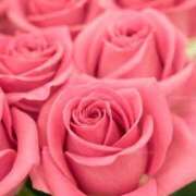 ヒメ日記 2025/09/04 17:49 投稿 ちなつ 激安ピーチ