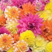 ヒメ日記 2025/09/09 20:05 投稿 ちなつ 激安ピーチ