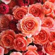 ヒメ日記 2025/09/15 23:29 投稿 ちなつ 激安ピーチ