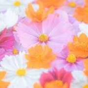 ヒメ日記 2025/11/06 15:40 投稿 ちなつ 激安ピーチ