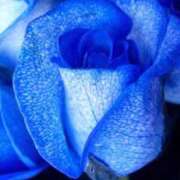 ヒメ日記 2025/12/30 18:39 投稿 ちなつ 激安ピーチ