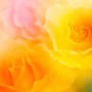 ヒメ日記 2026/01/18 17:09 投稿 ちなつ 激安ピーチ