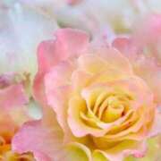 ヒメ日記 2026/01/24 18:19 投稿 ちなつ 激安ピーチ