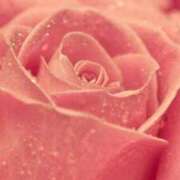 ヒメ日記 2026/02/15 14:29 投稿 ちなつ 激安ピーチ