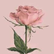 ヒメ日記 2026/02/17 17:09 投稿 ちなつ 激安ピーチ