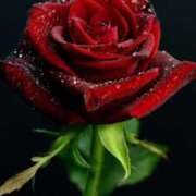 ヒメ日記 2026/03/08 14:12 投稿 ちなつ 激安ピーチ