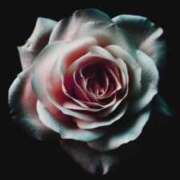 ヒメ日記 2026/04/12 20:13 投稿 ちなつ 激安ピーチ