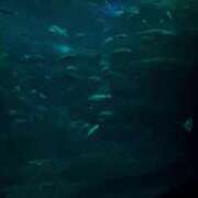 ヒメ日記 2025/04/25 19:06 投稿 ゆら◇可愛さ感無量な美少女◇ H-ash（アッシュ）