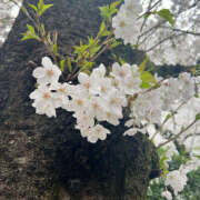 ヒメ日記 2024/04/05 07:59 投稿 もとこ ハピネス東京