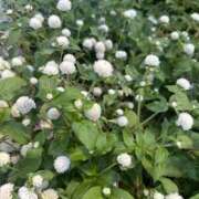 ヒメ日記 2025/10/21 16:31 投稿 ゆら ぽちゃかわ専門店　ぽちゃぽちゃイケてる