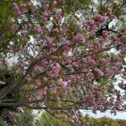 ヒメ日記 2026/04/15 21:54 投稿 ゆら ぽちゃかわ専門店　ぽちゃぽちゃイケてる