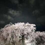 ヒメ日記 2025/04/06 13:30 投稿 ティアラ 京都デリヘル倶楽部