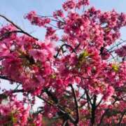 ヒメ日記 2025/04/03 20:24 投稿 ちま One More奥様　八王子店