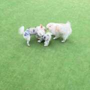 ヒメ日記 2025/05/23 16:43 投稿 マイメロ AMOUR（アムール）