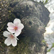 ヒメ日記 2025/05/02 11:08 投稿 まつり BAD COMPANY（バッドカンパニー）