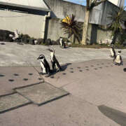 ヒメ日記 2025/05/02 19:39 投稿 まつり BAD COMPANY（バッドカンパニー）