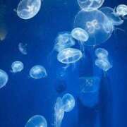 ヒメ日記 2025/08/26 08:20 投稿 しお One More奥様　八王子店