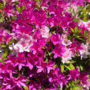 ヒメ日記 2026/04/19 15:09 投稿 しお One More奥様　八王子店