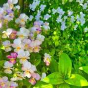 ヒメ日記 2025/04/04 17:08 投稿 ちあき One More奥様　厚木店