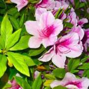 ヒメ日記 2025/04/26 10:58 投稿 ちあき One More奥様　厚木店